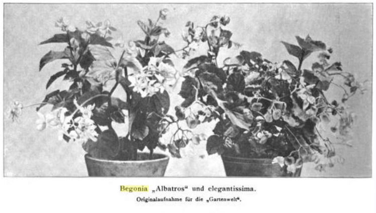 B. ‘Elegantissima’